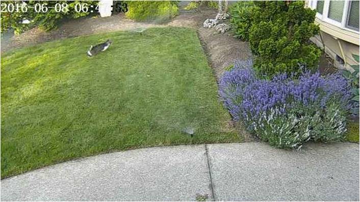 Инженер Nvidia отучил котов гадить на газон, используя систему видеонаблюдения, машинное зрение и глубокое обучение.jpg